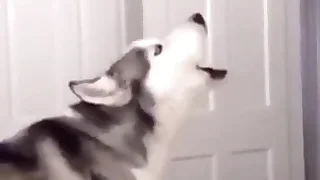 Furry Gay XXX 23